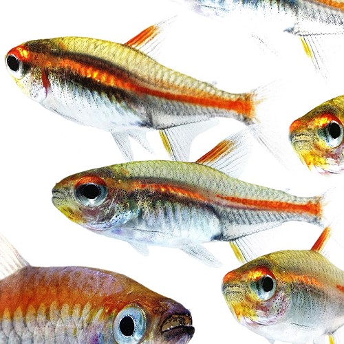 Hemigrammus erythrozonus - Glühlichtsalmler M